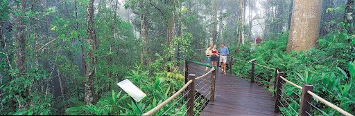 Experience the Rainforest at Marlin Cove Resort