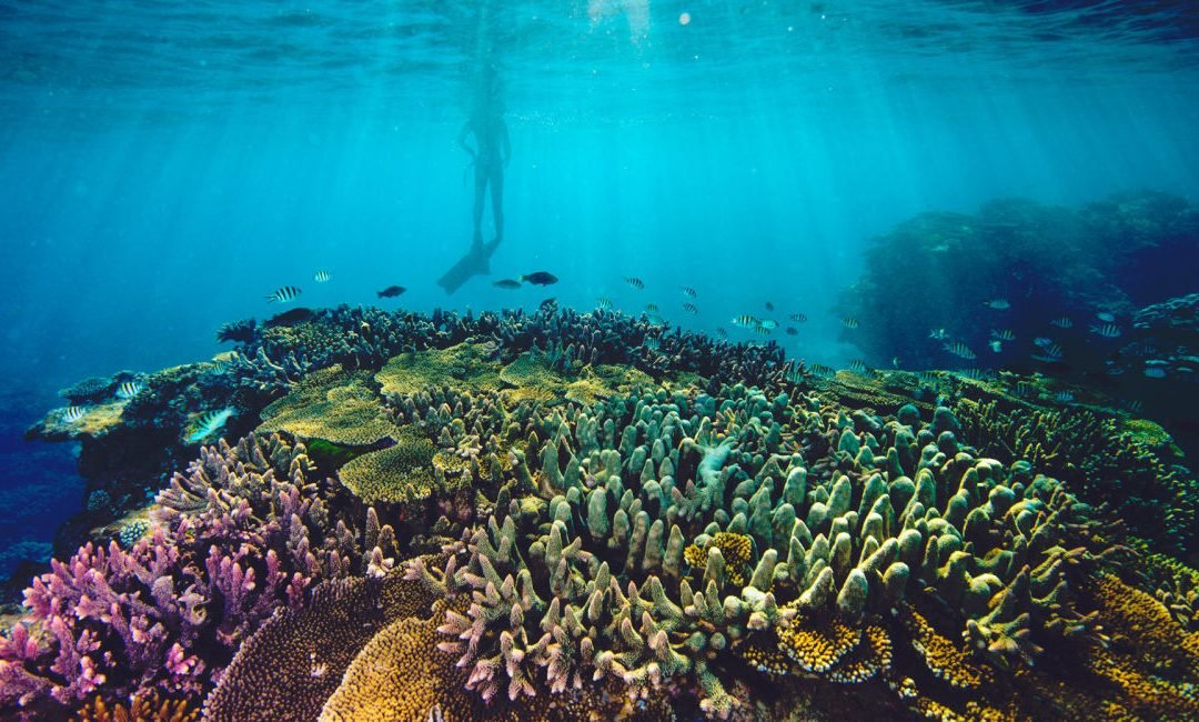 Discover the Great Barrier Reef This Summer | Cairns Beach Resort